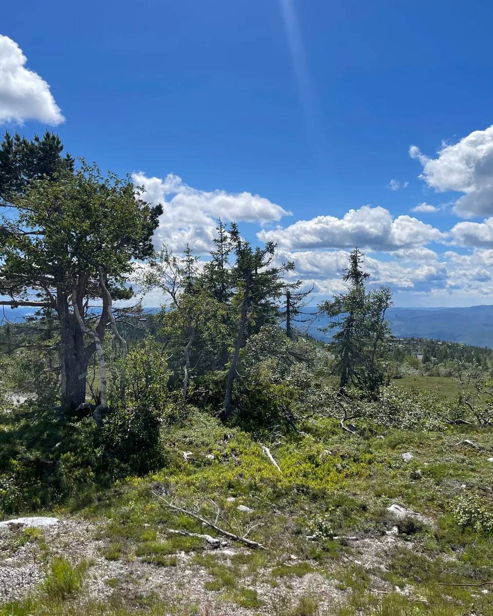 Fantastisk utsiktstomt på Lifjell med panorama utsikt – photo 2